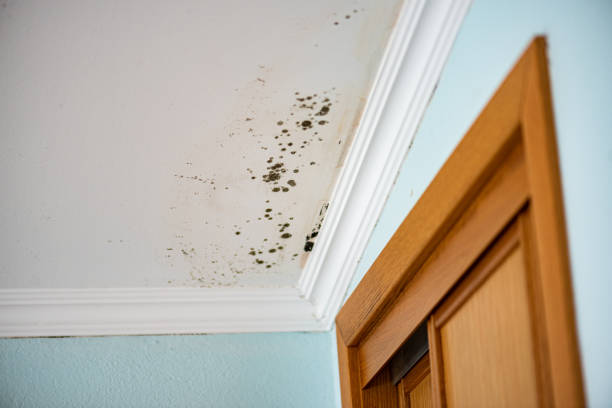 Best Mold Testing  in Justice, IL