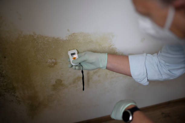 Best Certified Mold Removal  in Justice, IL