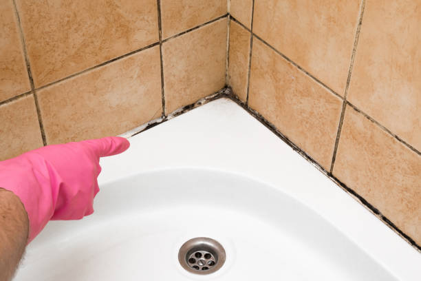 Best Mold Remediation  in Justice, IL