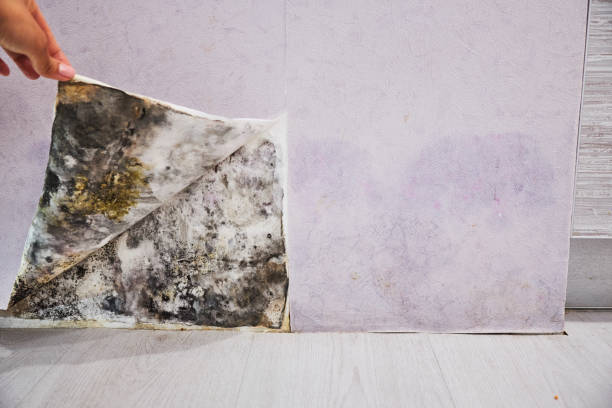 Best Best Mold Removal Companies  in Justice, IL